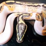 Pastel Pied - Male