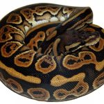 Black Pastel ball python