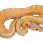 Coral Glow Het Clown Female