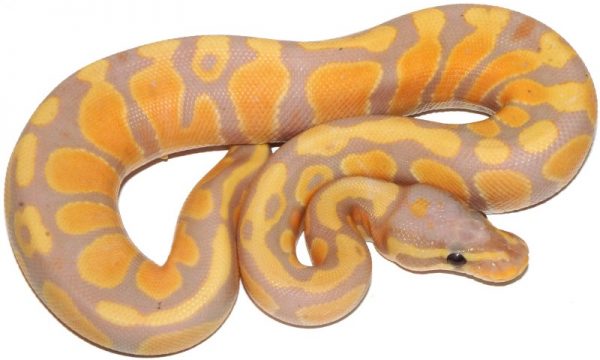 Coral Glow Het Clown Female