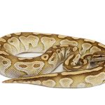 Lesser aka Butter Ball Python