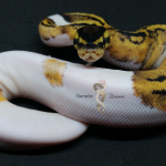 Genetic Dreams Line Piebald