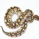 Lesser ball Python