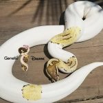 Genetic Dreams Line Pastel Pied +