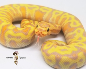 Coral Glow Hidden Gene Woma Granite Yellowbelly Vanilla